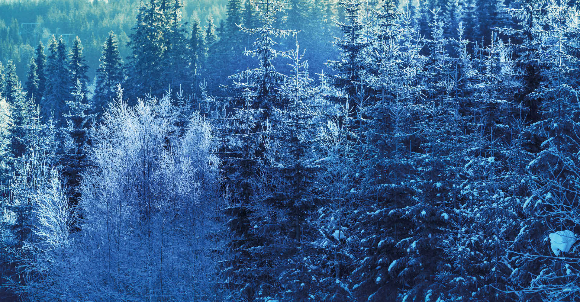 Immagine di un fitto bosco con tutti i pini ricoperti di neve